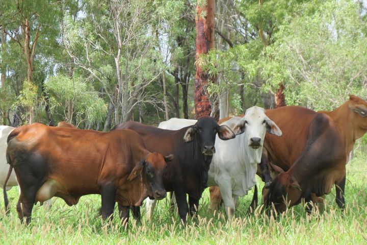 PTIC Organic Heifers image 16